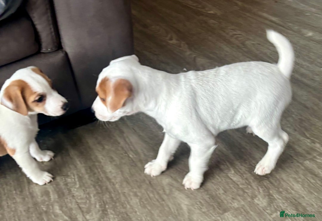 Jack Russell dogs for sale: Jack Russell terrier  - Image 4