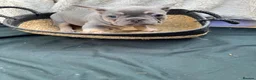 French Bulldog dogs for sale: Quality French Bulldog Lilac & Tan Puppies - Advert 8