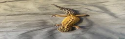 Gecko reptiles for sale: Free female leopard geckos - Advert 1