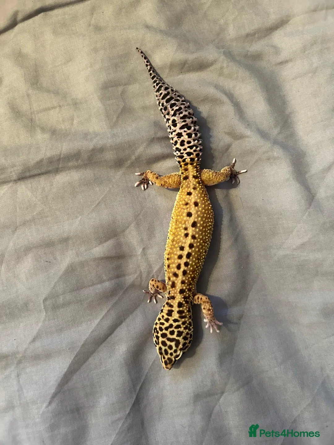 Gecko reptiles for sale: Free female leopard geckos - Advert 1