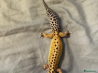 Gecko reptiles Free female leopard geckos - Advert 1