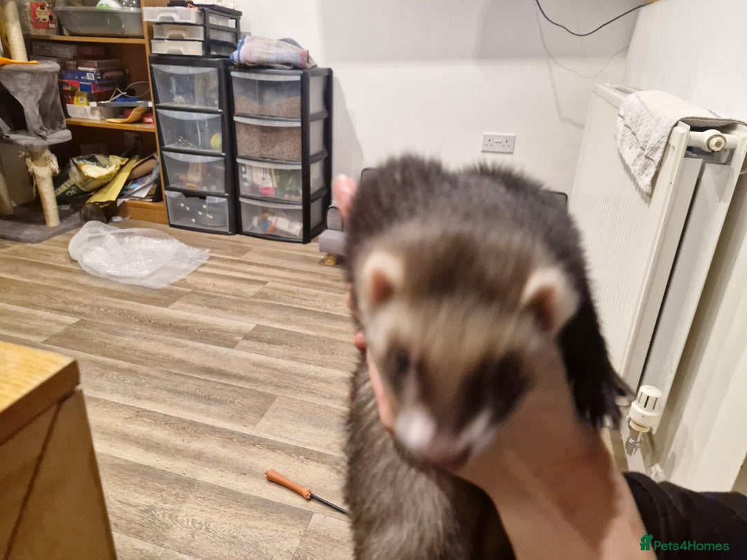 Ferret rodents for sale: Tentatively seeking new home - Advert 3