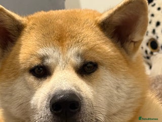 Akita dogs Akita puppy - Advert 3