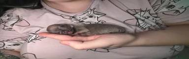 Chihuahua 3