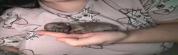 Chihuahua dogs for sale: Beautiful Chihuahua puppies!  in Worcester - Advert 5