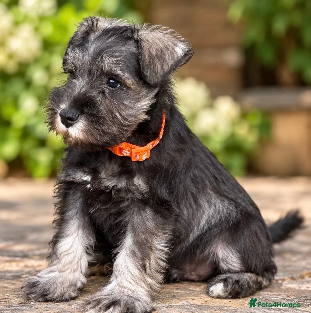 Miniature Schnauzer dogs for sale: Stunning kc reg miniature schnauzers  - Advert 2