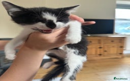 Domestic Shorthair cats for sale: Gorgeous traditional Black and white kittens  - Image 11