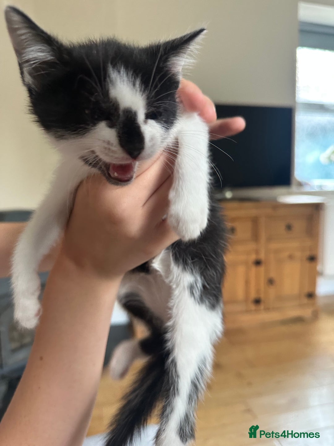 Domestic Shorthair cats for sale: Gorgeous traditional Black and white kittens  - Image 11