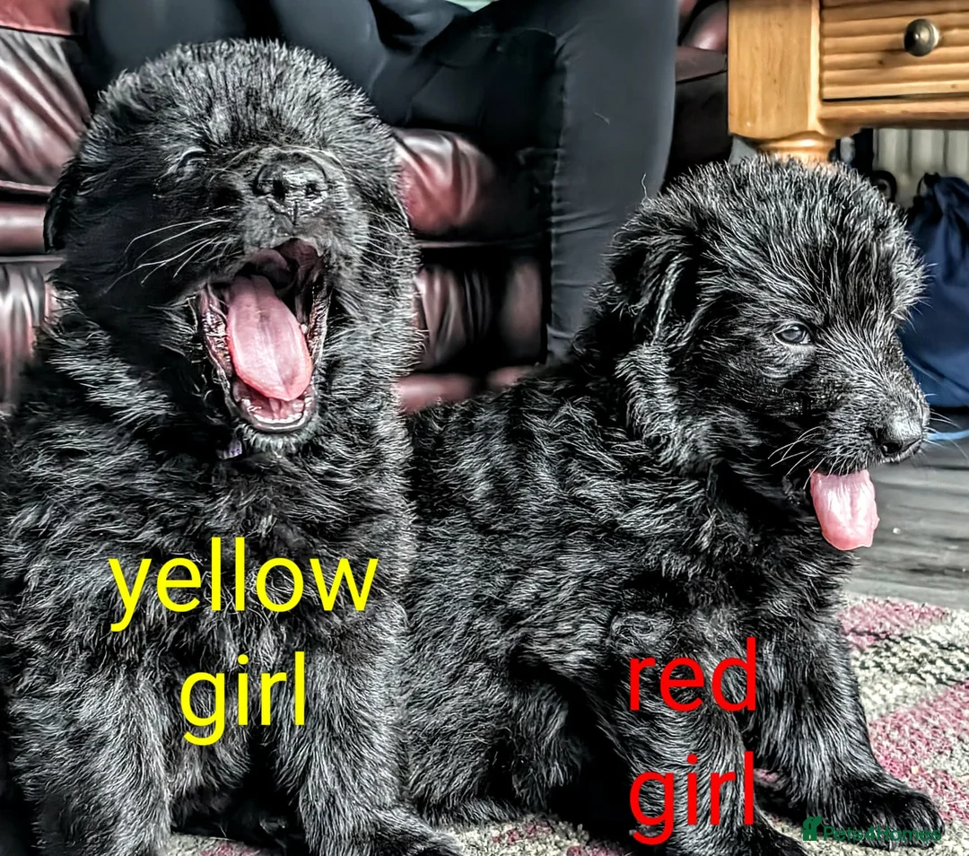German Shepherd dogs for sale: Stunning long haired GSD puppies  - Advert 5