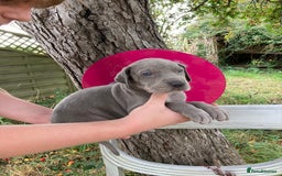 Great Dane dogs for sale: Beautiful Great Dane pups - Image 12