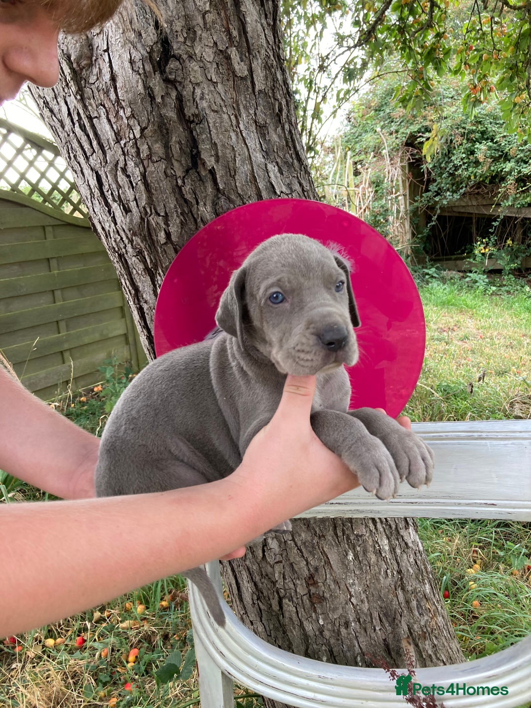 Great Dane dogs for sale: Beautiful Great Dane pups - Image 12