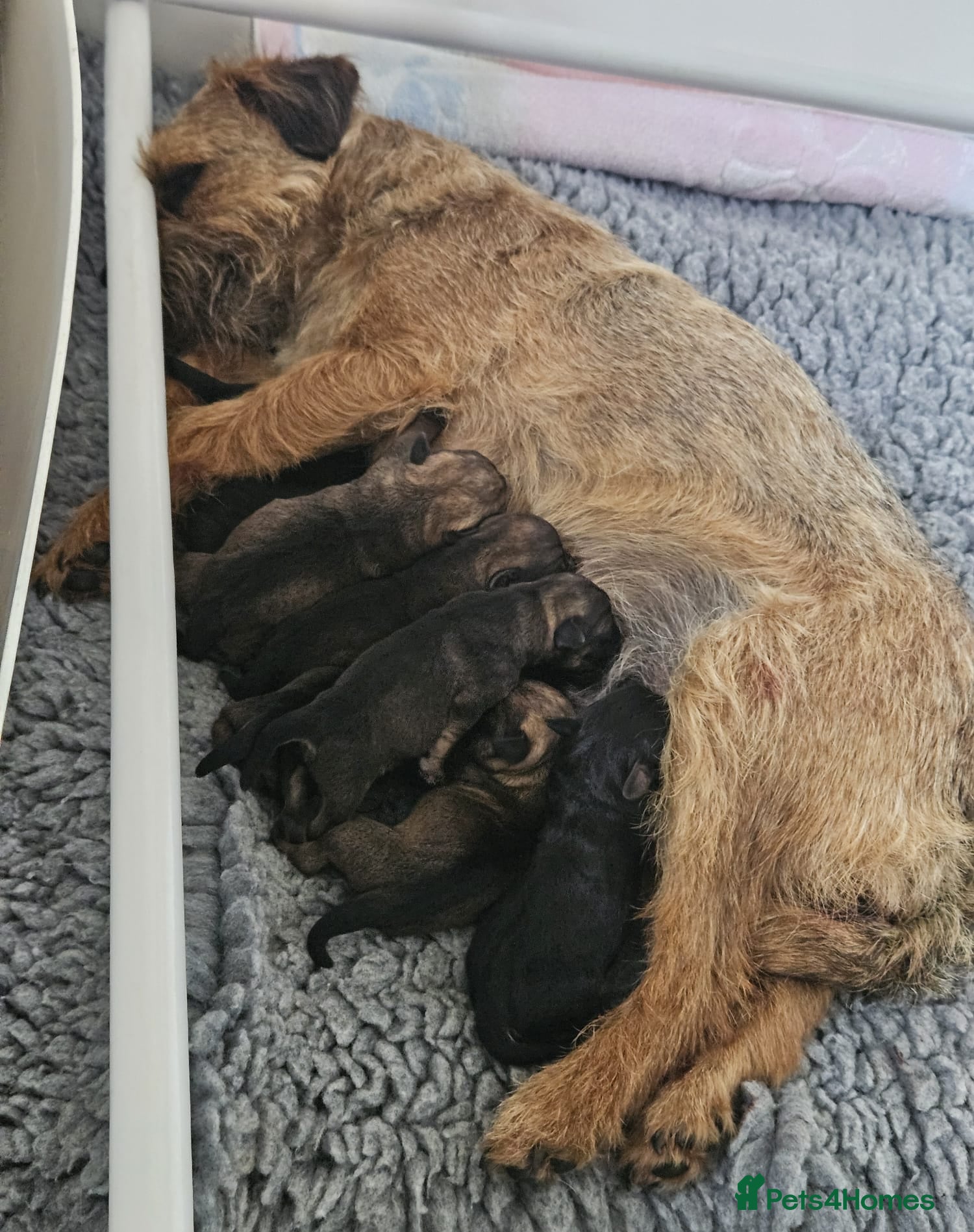 Border Terrier dogs Stunning litter of kc registered Border Terriers  - Advert 1