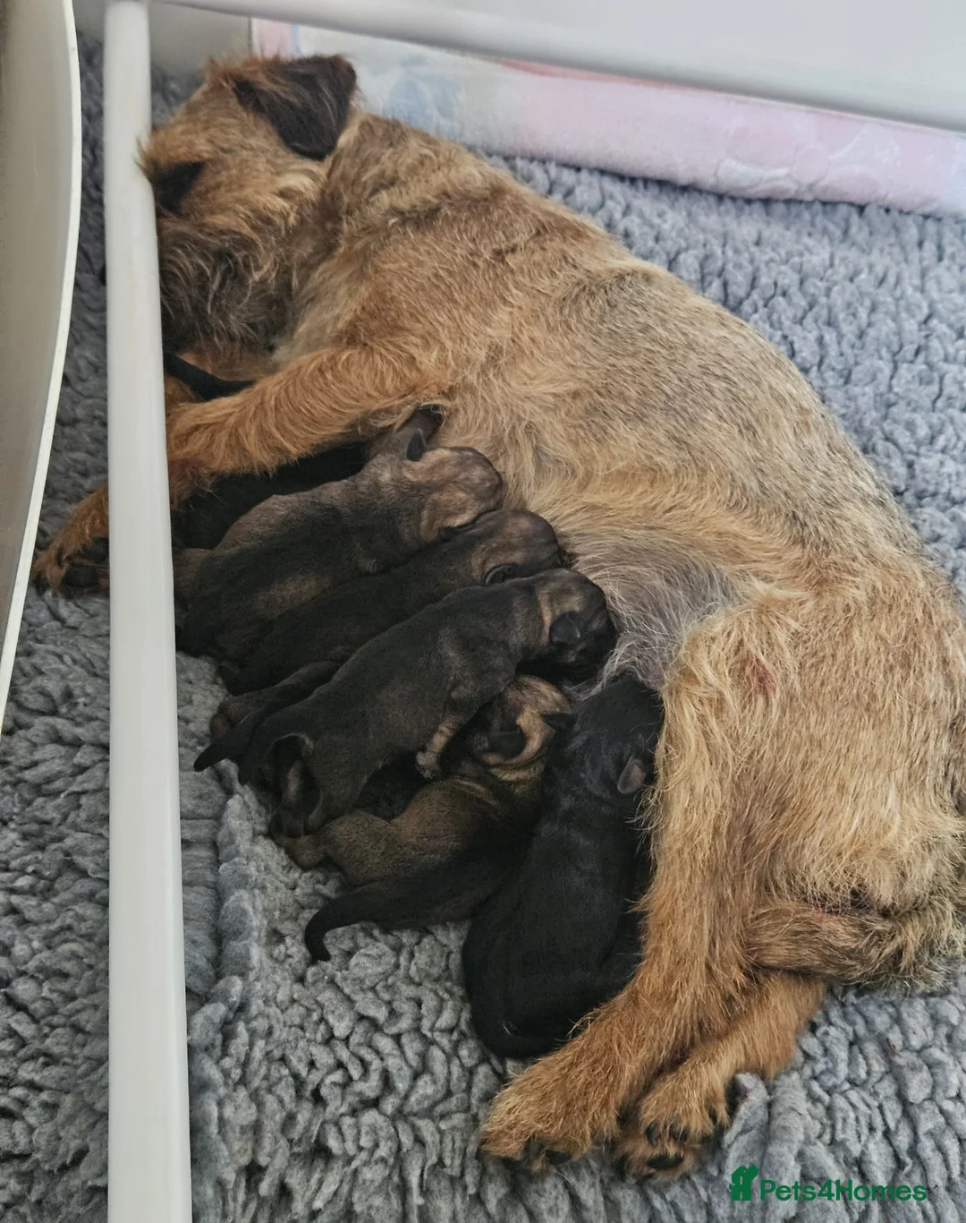 Border Terrier dogs for sale: Stunning litter of kc registered Border Terriers  - Advert 1