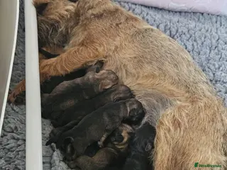 Border Terrier dogs Stunning litter of kc registered Border Terriers - Advert 1