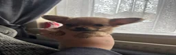 Pomchi dogs for sale: Pomchi Puppies - Advert 33