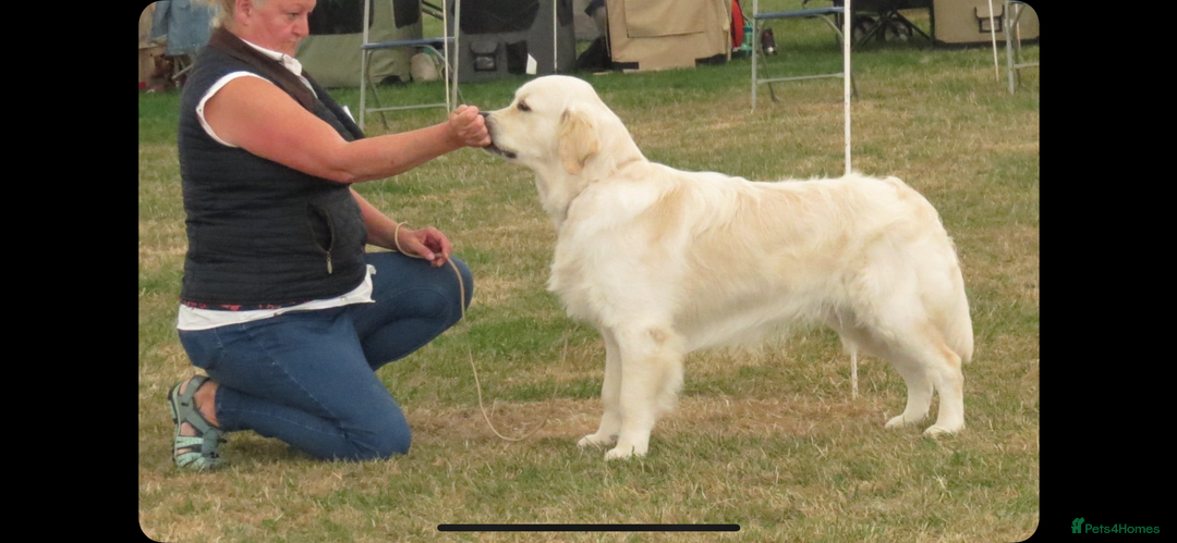 Golden Retriever dogs for stud: ORLAGOLD MAJOR TOM (Ziggy) - Advert 12