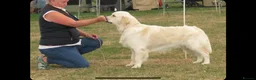 Golden Retriever dogs for stud: STUD DOG ORLAGOLD MAJOR TOM (Ziggy)  - Advert 12