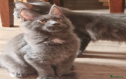 Maine Coon cats for sale: 🌟Ready now🌟 3 large Maine coons active available - Image 35
