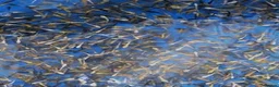 Koi Carp fish for sale: 1000’s Koi Fry 1-3 inches in Ormskirk - Advert 1