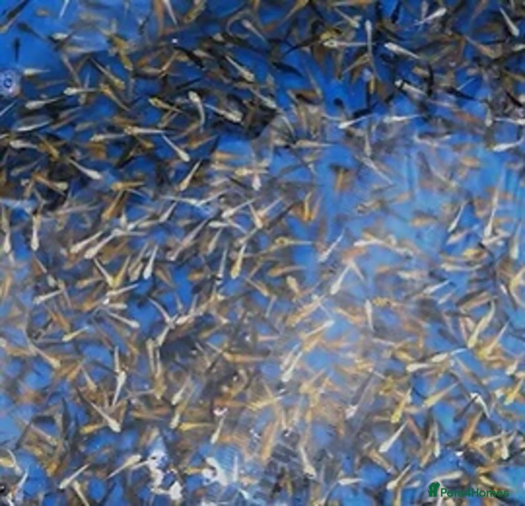Koi Carp fish for sale: 1000’s Koi Fry 1-3 inches in Ormskirk - Advert 1