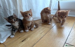 Bengal cats for sale: Adorable mixed breed kittens - Image 4