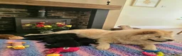 Mixed Breed dogs for sale: Gorgeous Chowador puppies. Chow x Lab - Advert 14