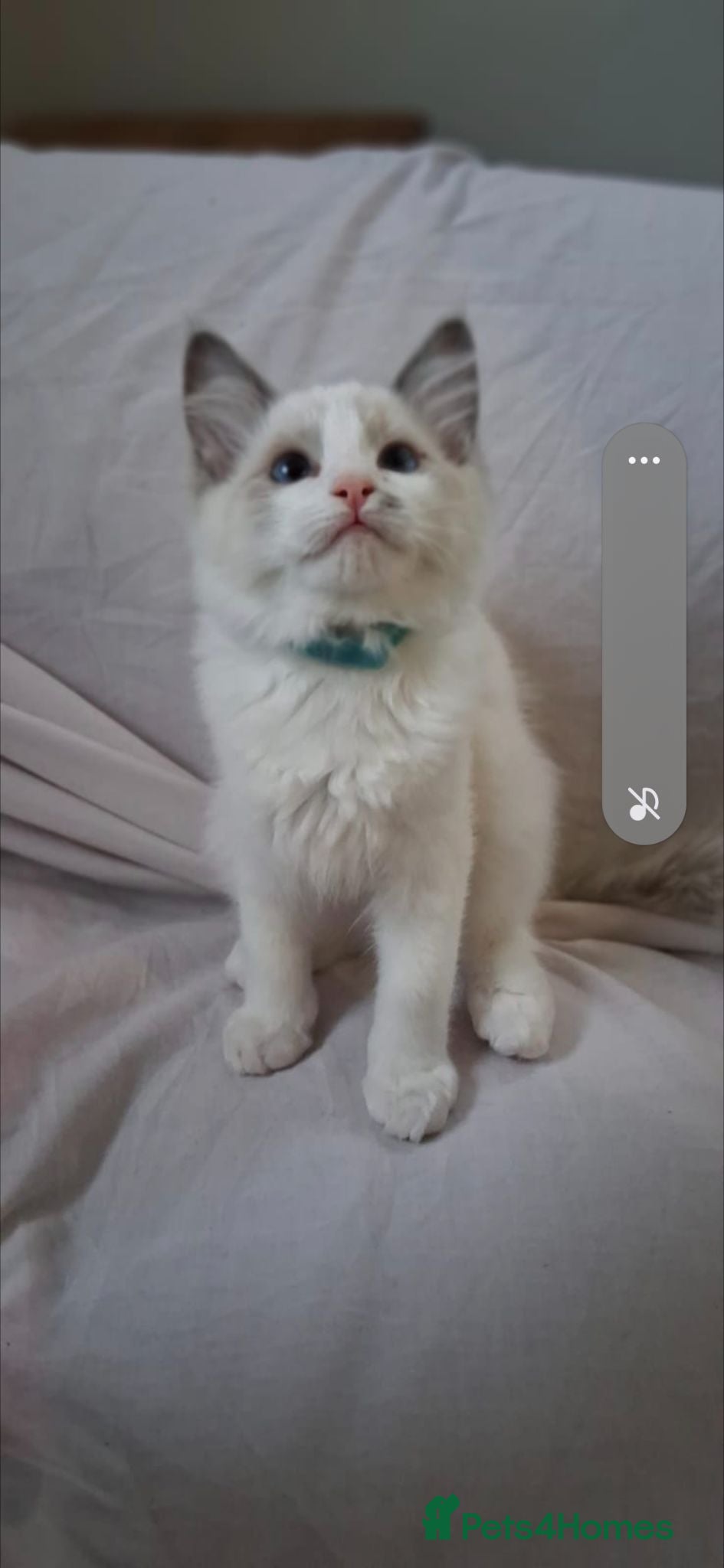 Ragdoll cats Ragdoll kittens  - 11 weeks old.  Ready now - Advert 1
