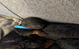 Cockapoo dogs for sale: 3 healthy phantom F1B cockapoo boys for sale  - Image 23