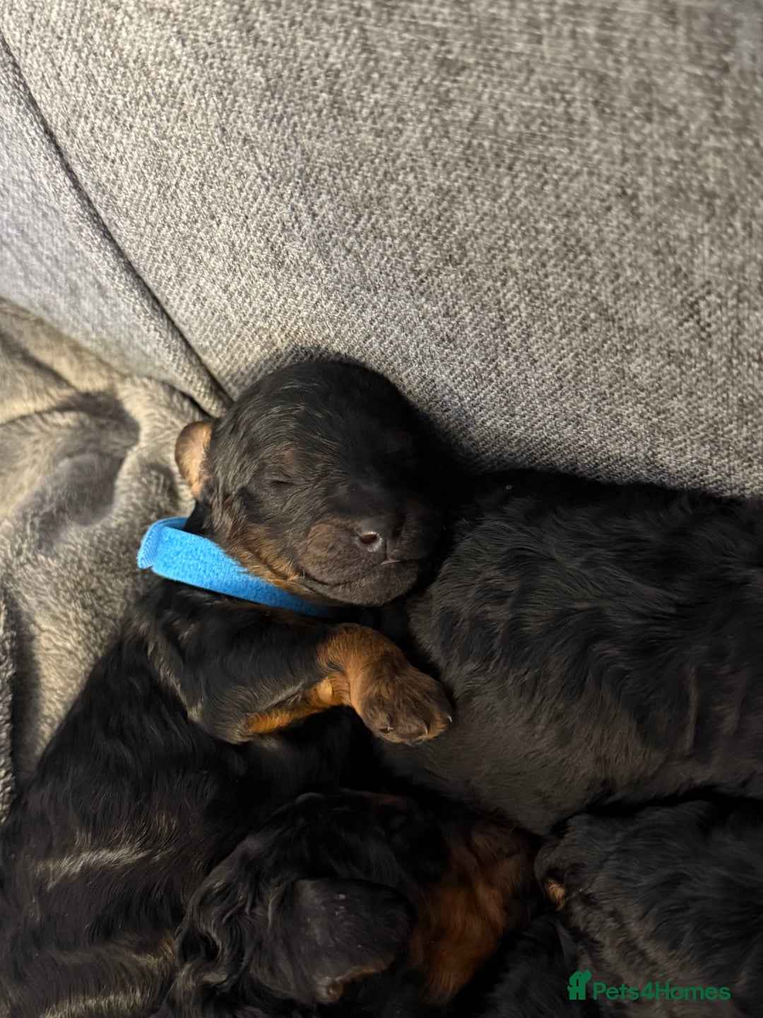 Cockapoo dogs for sale: 3 healthy phantom F1B cockapoo boys for sale  - Image 23