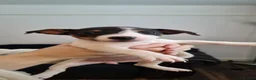 Jack Russell dogs for sale: 🐶 JACK RUSSELL PUPPIES FOR SALE 🐶 - Advert 6
