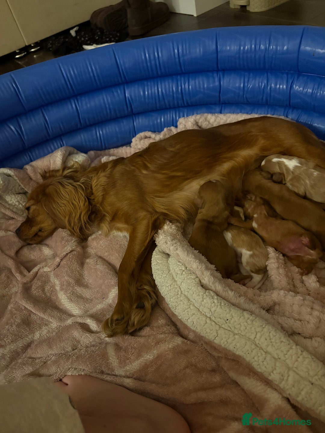 Cavalier King Charles Spaniel dogs for sale: puppies for sale💕🍼🫶🏼 - Advert 7