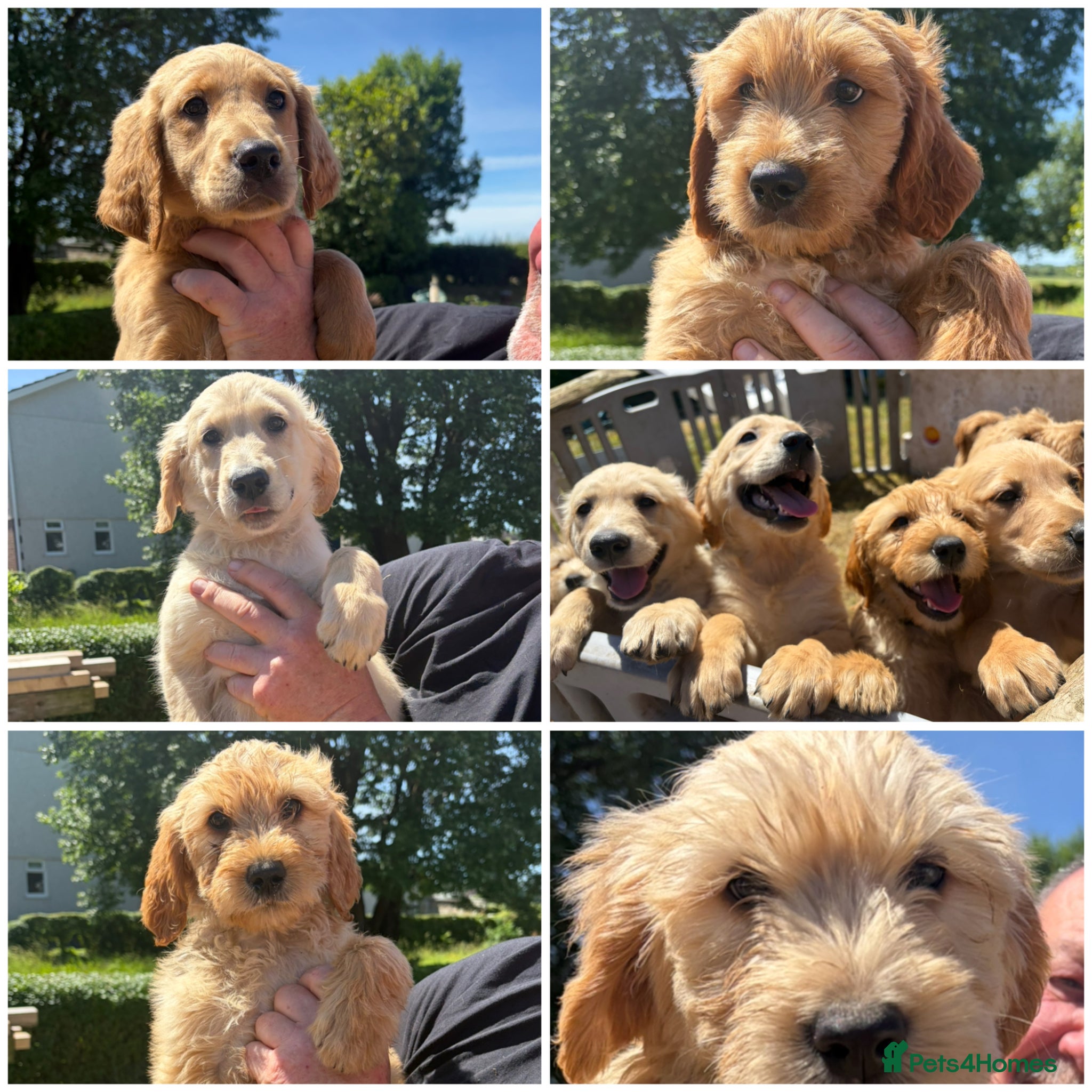 Goldendoodle dogs Goldendoodle pups Born 25 March 2026 - Advert 1