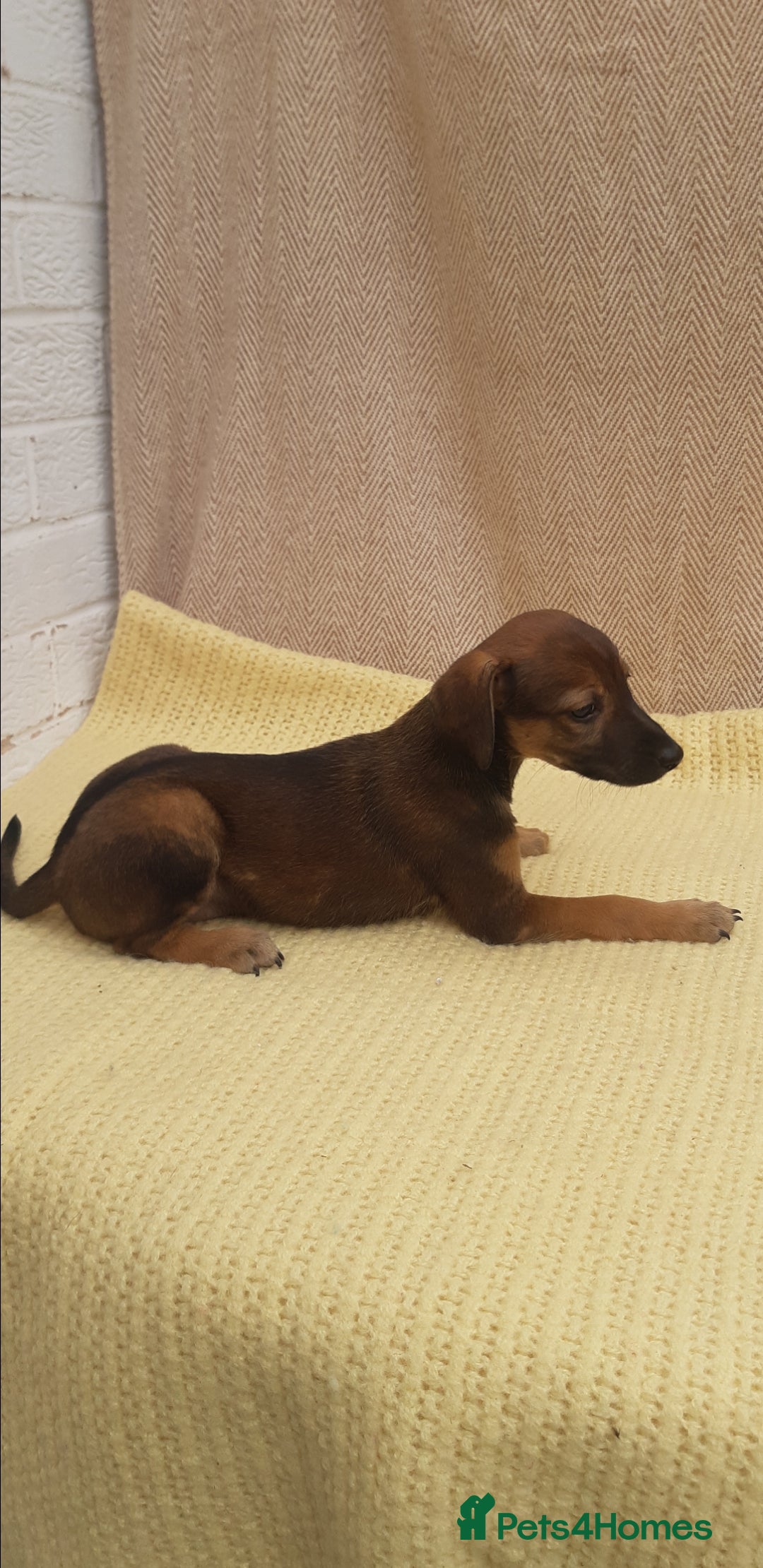 Lurcher dogs for sale: Lurcher puppies for sale.  - Image 14