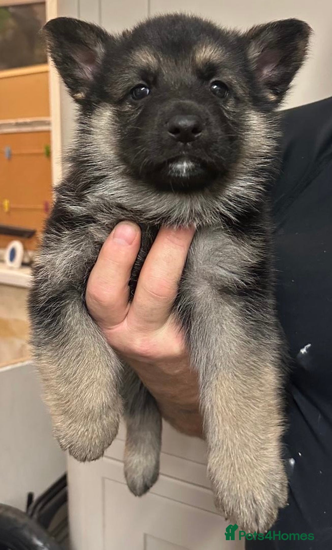 German Shepherd dogs for sale: Stunning German shepherd pups  - Image 6