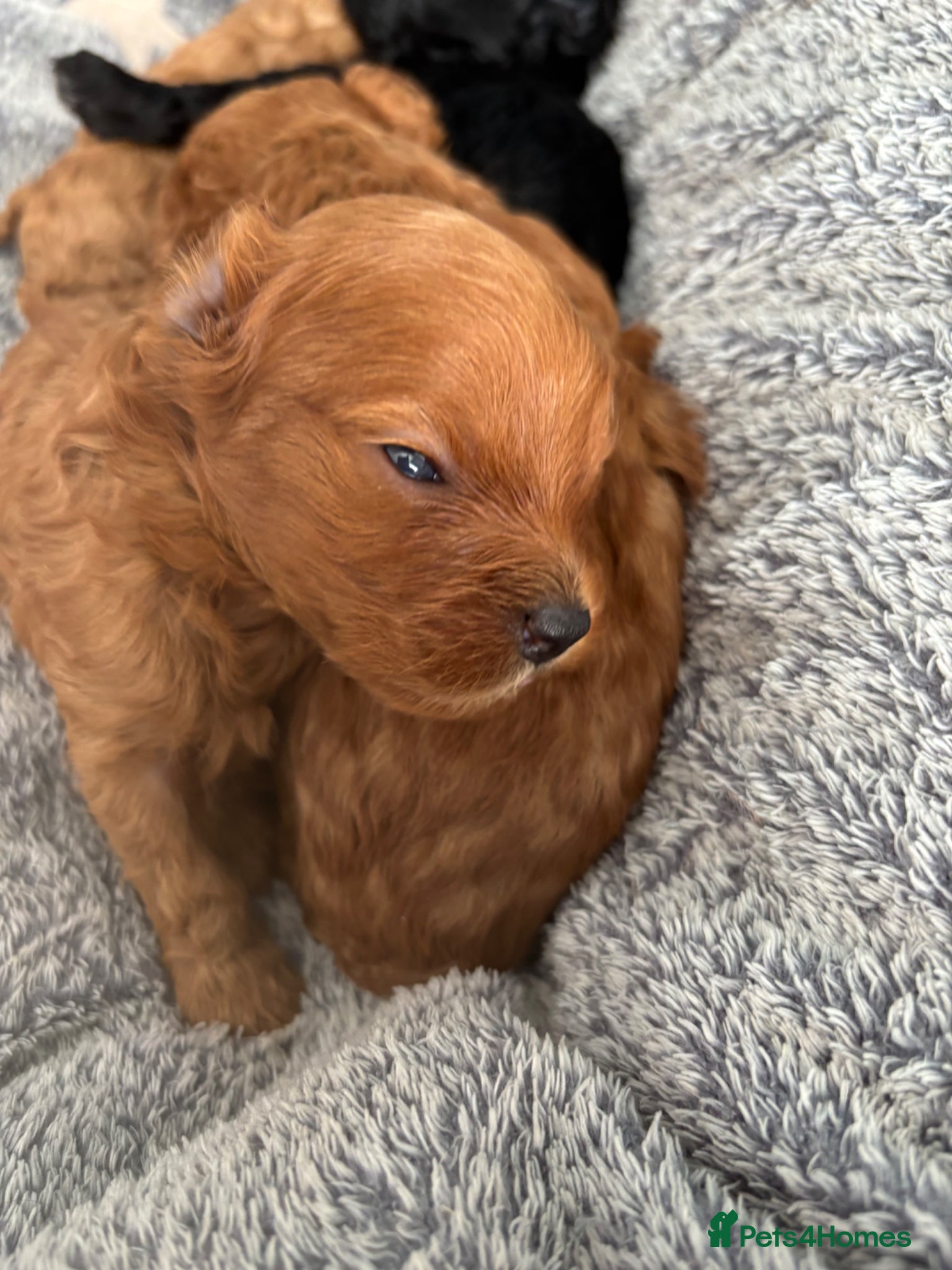 Cavapoochon dogs F1B Cavapoochon (Toy Poodle) - Advert 10