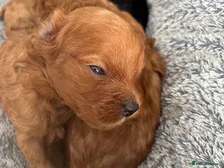 Cavapoochon dogs F1B Cavapoochon (Toy Poodle) - Advert 10