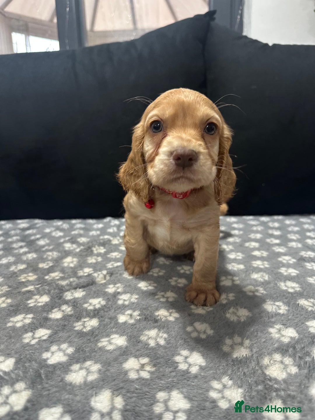 Cocker Spaniel dogs for sale: 3 beautiful cocker spaniel puppies left  - Advert 35