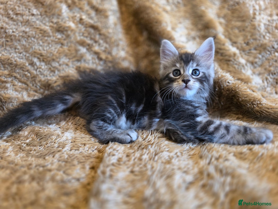 Maine Coon cats for sale: Stunning GCCF Registered Maine Coon kittens  - Image 12