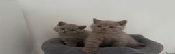 British Shorthair cats for sale: GCCF Registered 2 males 💙💙 - Advert 3