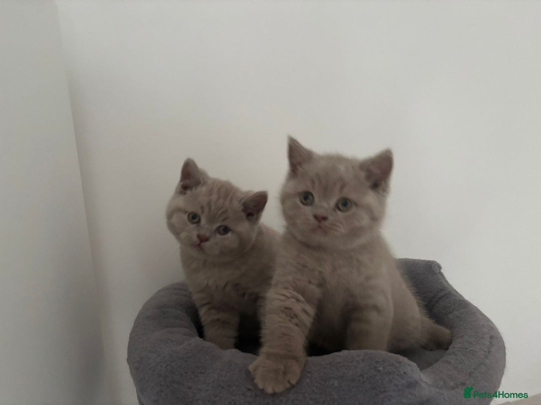 British Shorthair cats for sale: GCCF Registered 2 males 💙💙 - Advert 3