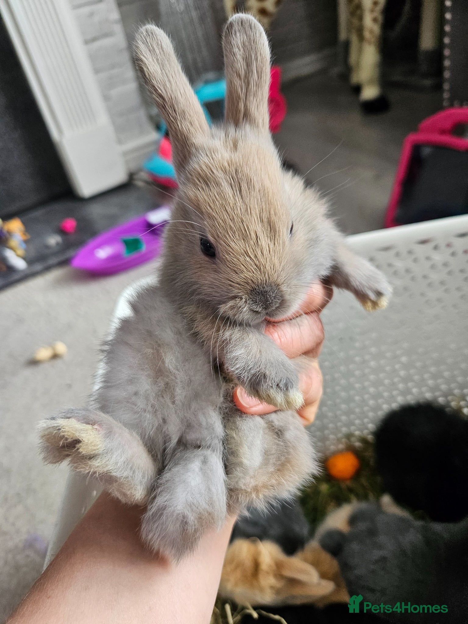 Mixed Breed rabbits for sale: Baby bunny's  - Advert 2