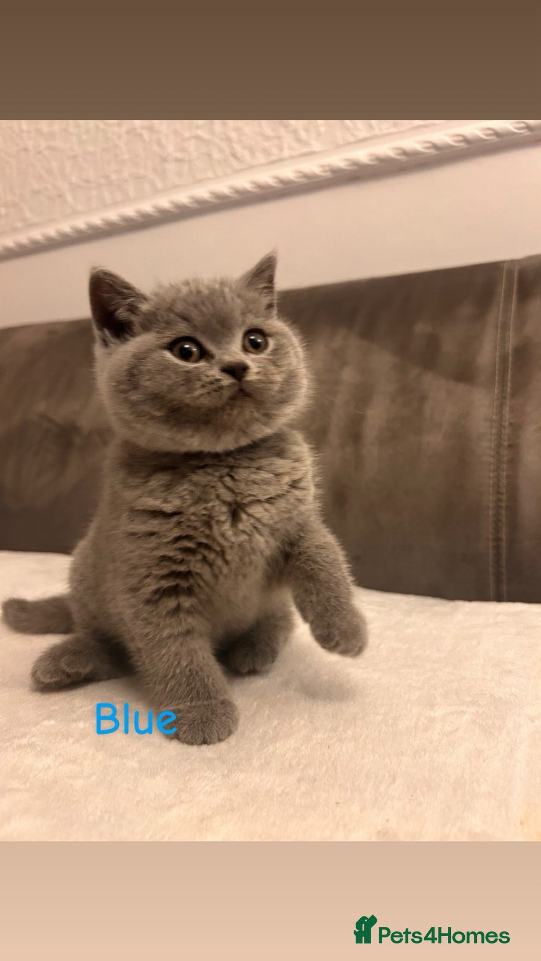 British Shorthair cats for sale: Beautiful British Shorthair kittens for sale😻😻 - Advert 5
