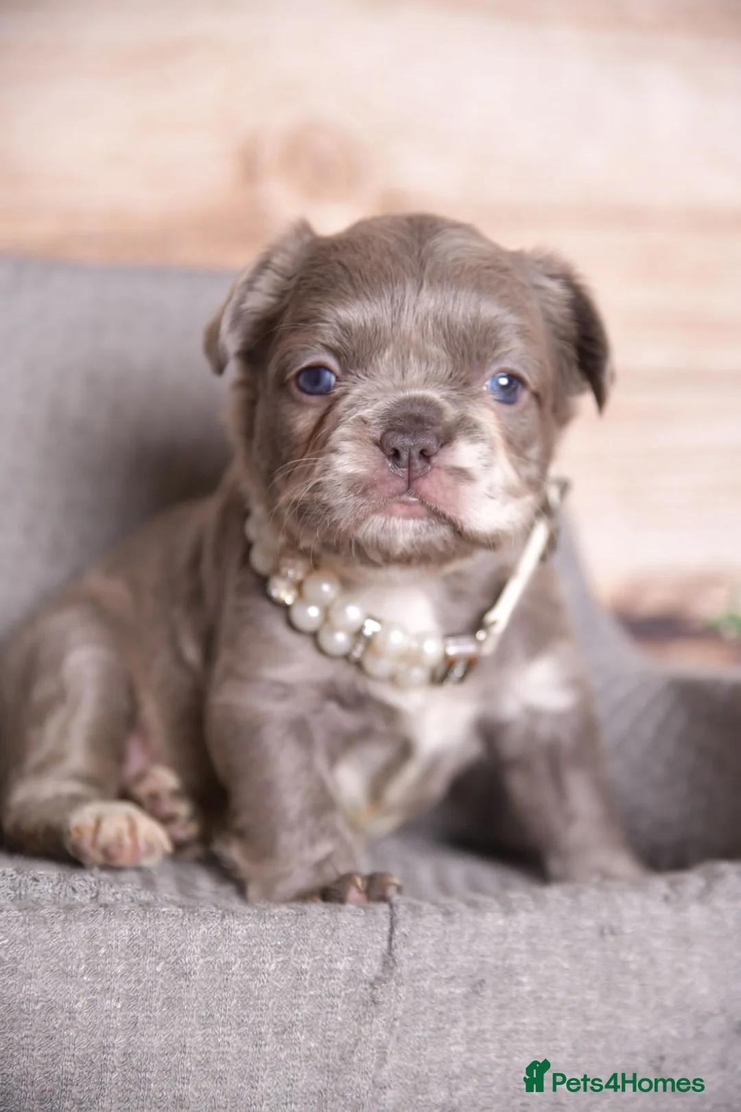 French Bulldog dogs for stud: New shade Isabella Merle fluffy carrier  in Hastings - Advert 8