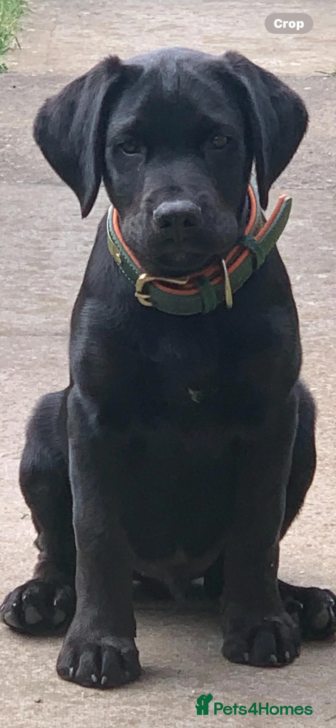 Labrador Retriever dogs for sale: Dog 2 and half for sale  in Basildon - Advert 6