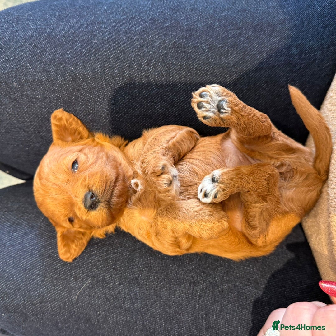 Cavapoo dogs for sale: Stunning F1 Cavapoo puppies - Advert 3