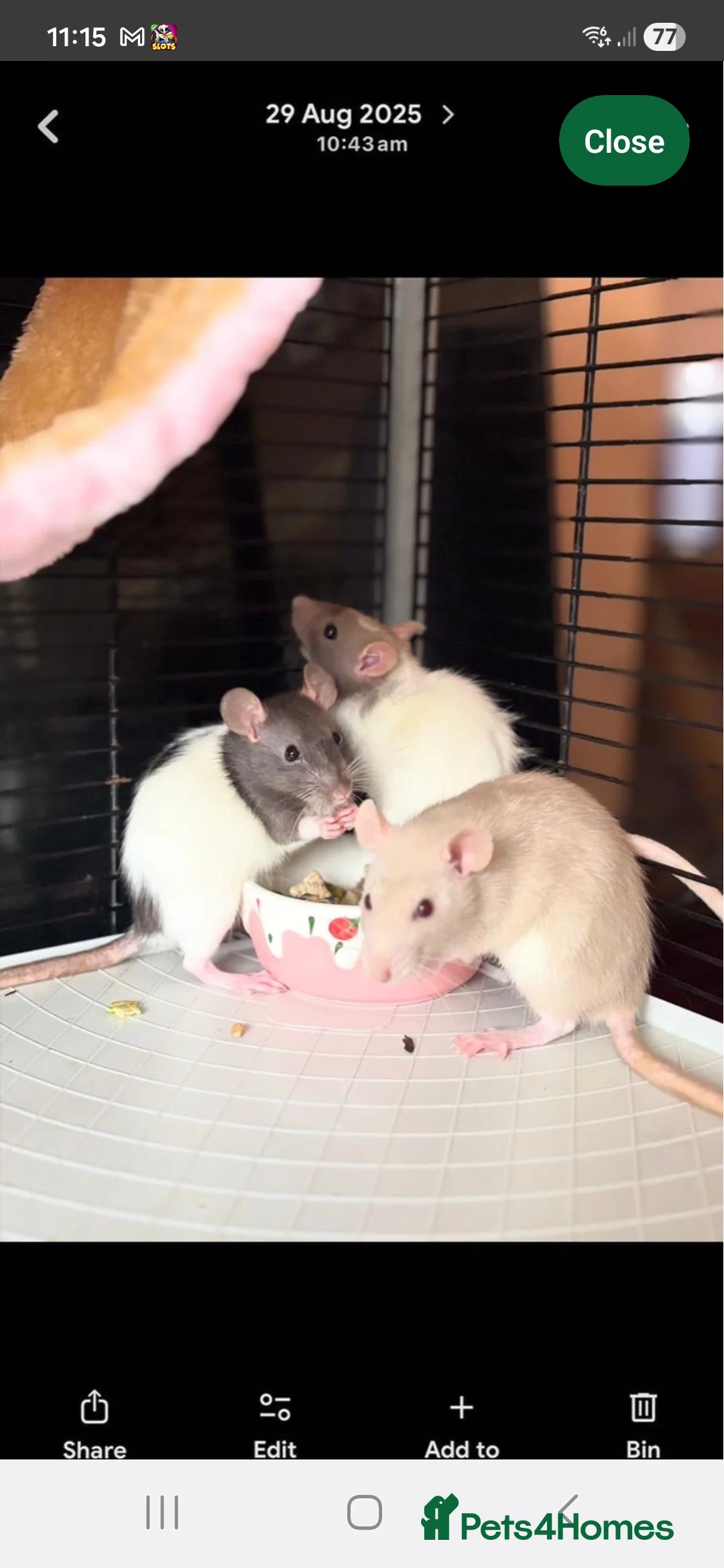 Rat rodents for sale: 3 gorgeous very happy female rats for sale. - Advert 2