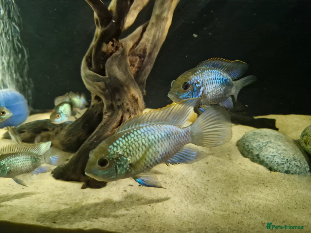 Cichlids fish for sale: Electric Blue Acara for sale - Advert 2