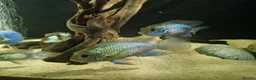 Cichlids fish for sale: Electric Blue Acara for sale - Advert 2