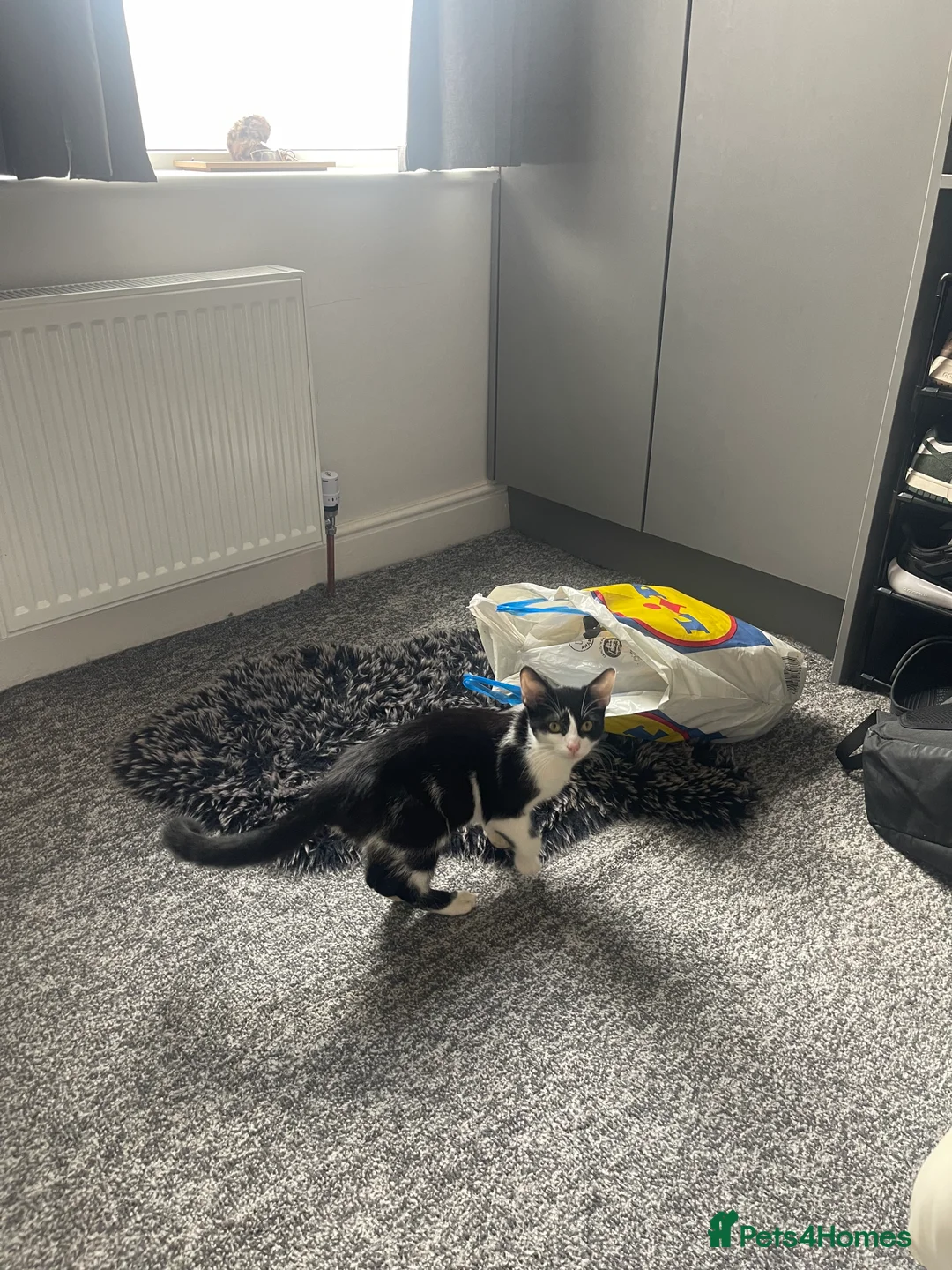 Domestic Shorthair cats for sale: Tuxedo cat male looking for a loving home. - Advert 2