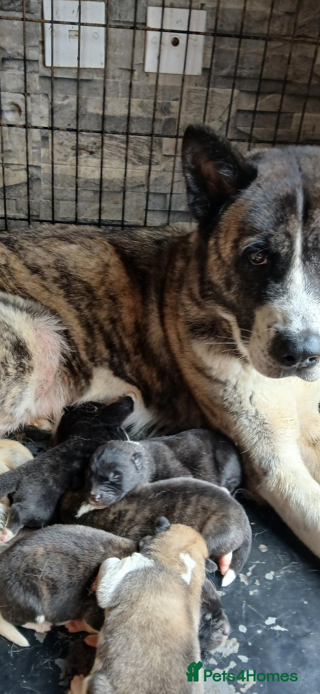 Akita dogs for sale: Japanese  aktia  puppies  born 3rd of September  - Image 6